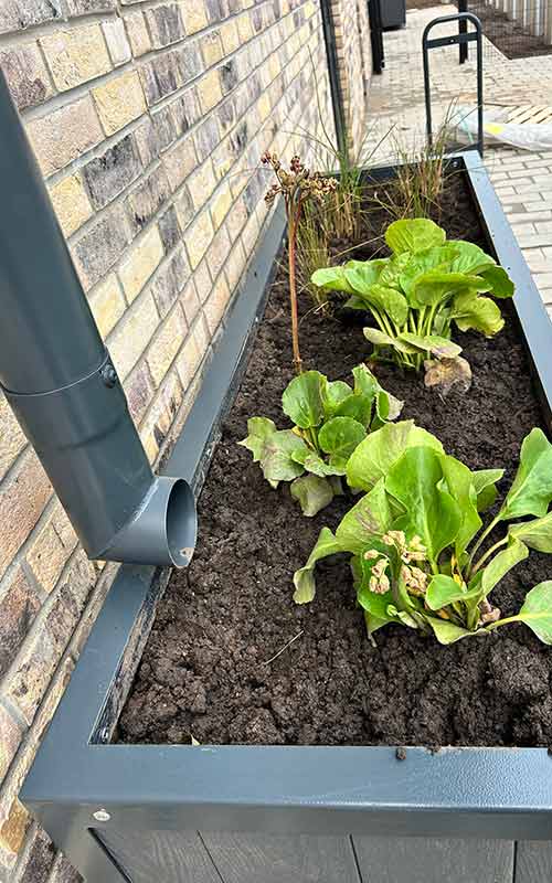 SuDS Planter Community Abergavenny Police Station